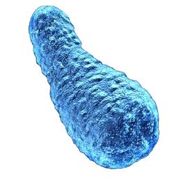Clostridium botulinum